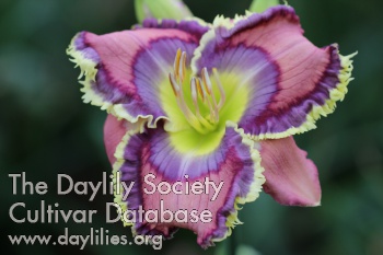 Daylily Blue Martini